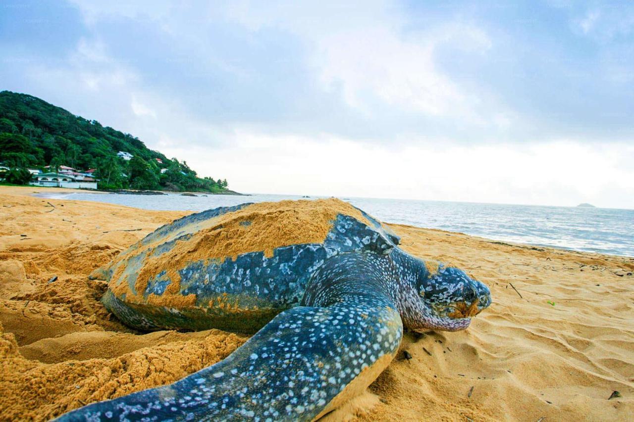 Kavidi Villa Home Stay Tangalle Eksteriør billede